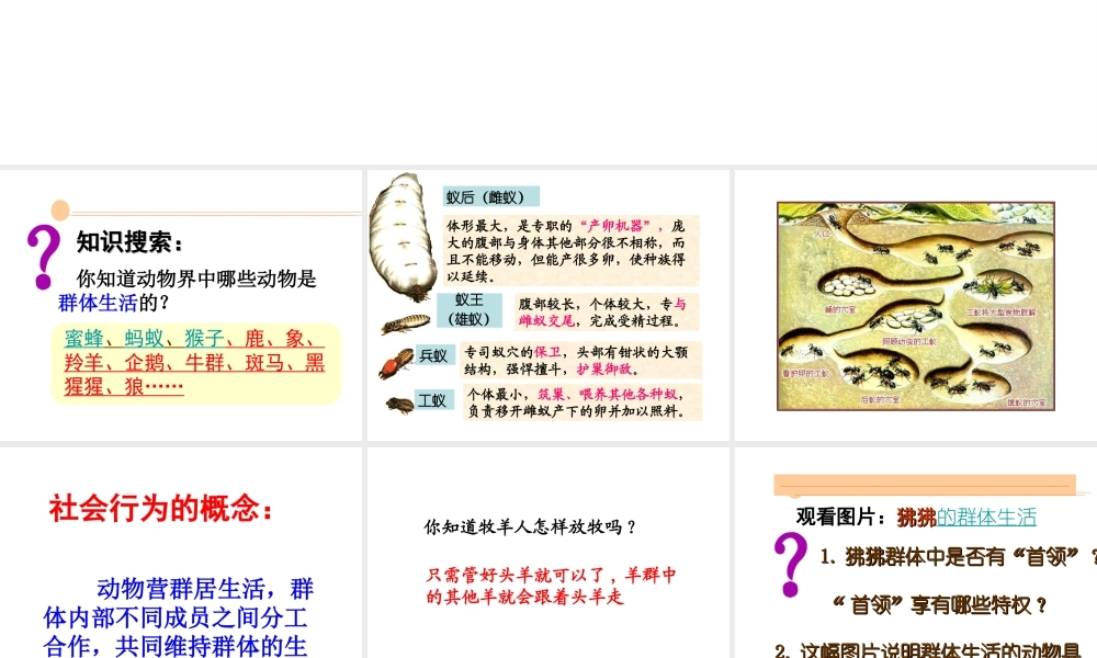 八年级生物上册 动物的运动河行为课件 人教新课标版