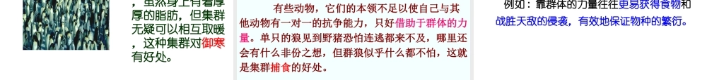 八年级生物上册 动物的运动河行为课件 人教新课标版