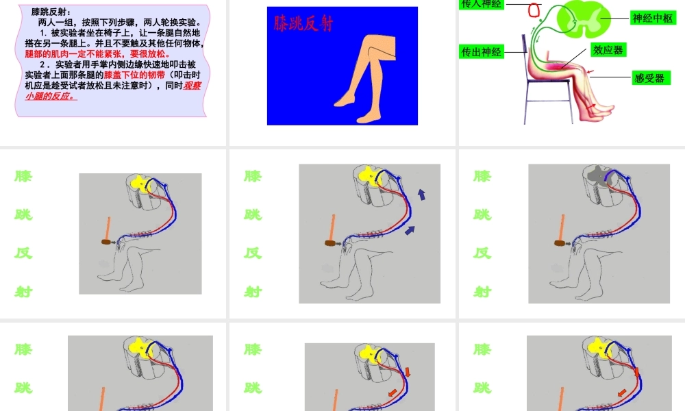八年级生物上册 神经调节的基本方式课件 苏科版