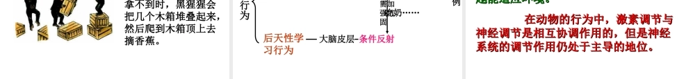 八年级生物上册 动物行为产生的生理基础课件 苏教版