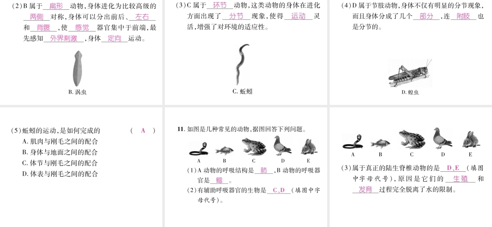 八年级生物上册 第5单元 第1、2、3章小结作业课件 （新版）新人教版-（新版）新人教级上册生物课件