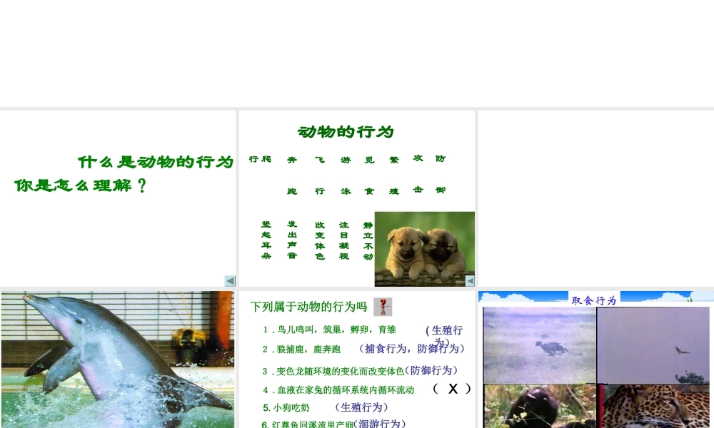 八年级生物上册 动物行为的主要类型课件 苏教版