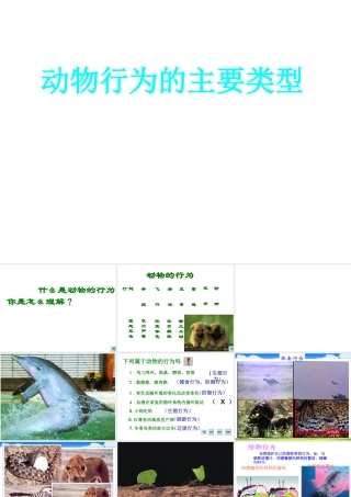八年级生物上册 动物行为的主要类型课件 苏教版