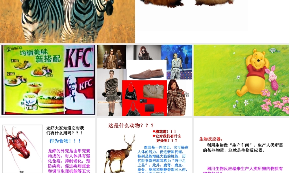 八年级生物上册 动物与人类的关系课件 人教新课标版