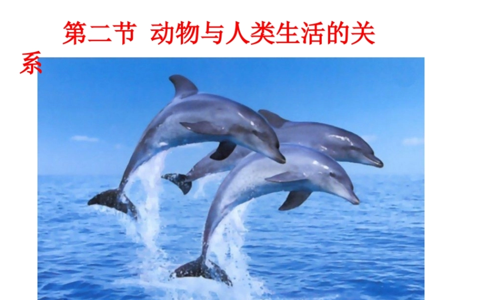 八年级生物上册 动物与人类生活的关系1课件 人教新课标版