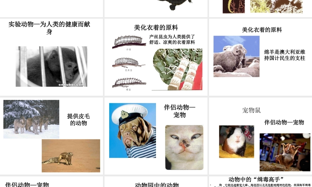 八年级生物上册 动物与人类生活的关系1课件 人教新课标版