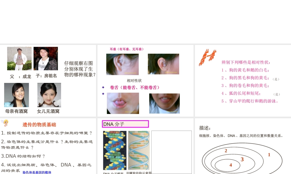 八年级生物上册 生物的遗传和变异（第一课时）复习课件 济南版