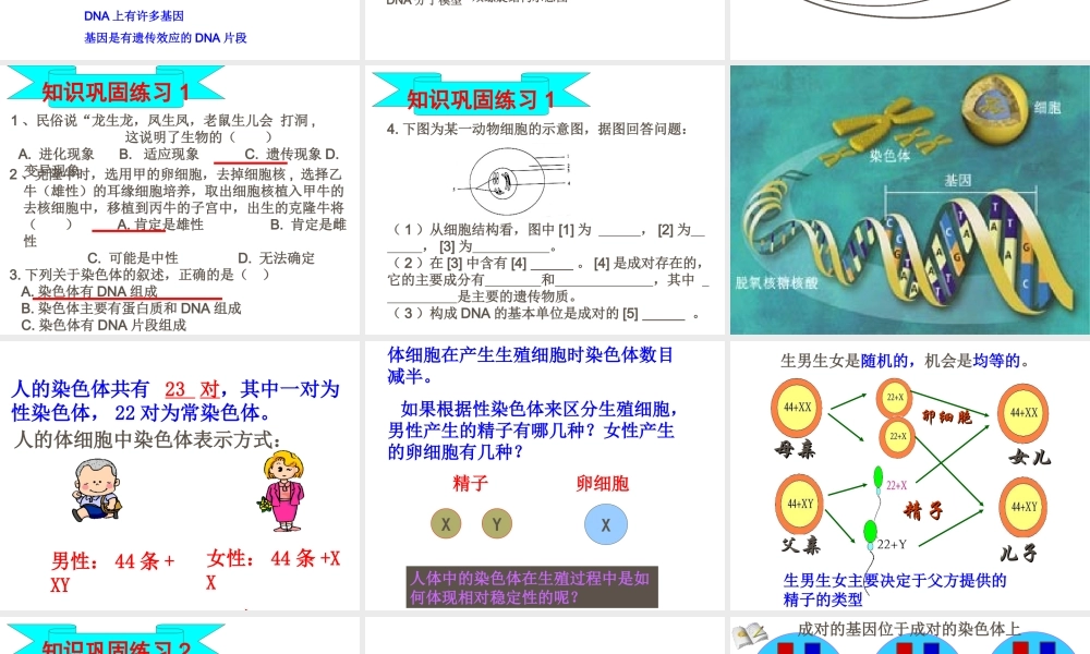 八年级生物上册 生物的遗传和变异（第一课时）复习课件 济南版