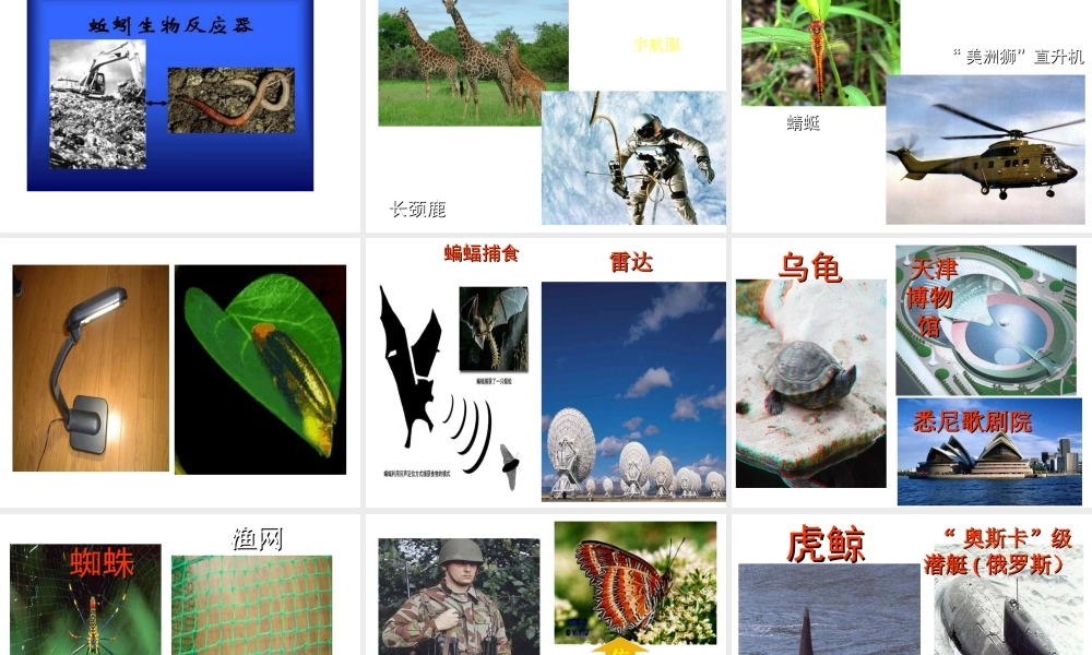 八年级生物上册 动物与人类生活的关系课件 人教新课标版