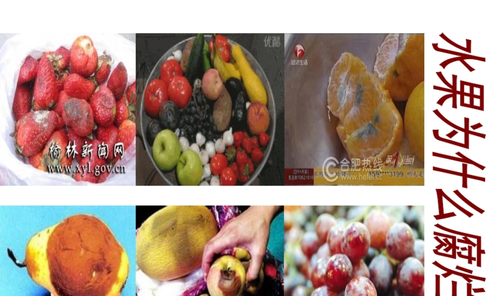 八年级生物上册 第5单元 第1章 第1节 细菌课件 （新版）冀教版-（新版）冀教版初中八年级上册生物课件