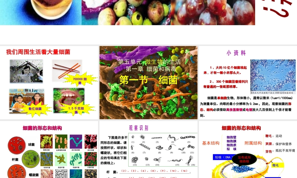 八年级生物上册 第5单元 第1章 第1节 细菌课件 （新版）冀教版-（新版）冀教版初中八年级上册生物课件