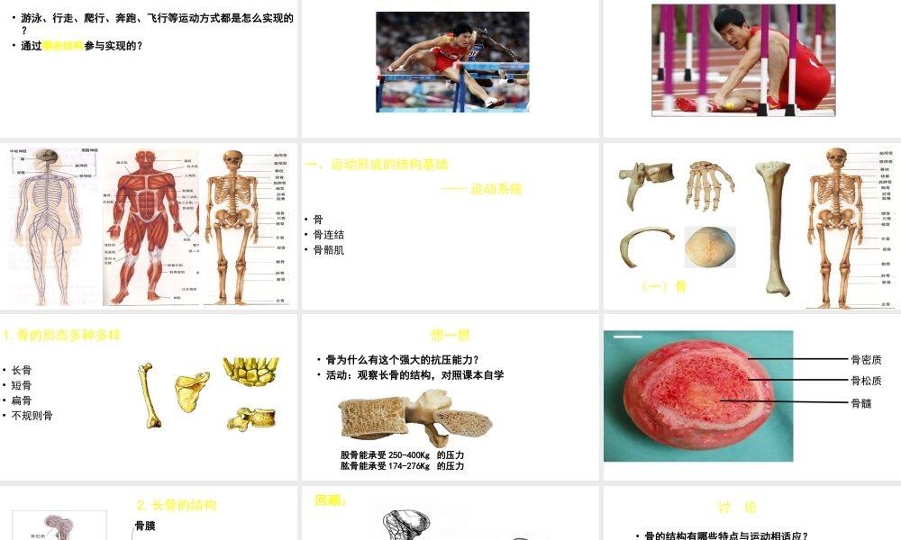 八年级生物上册 第15章 第2节 动物运动的形成（第1课时）课件 北师大版-北师大版初中八年级上册生物课件