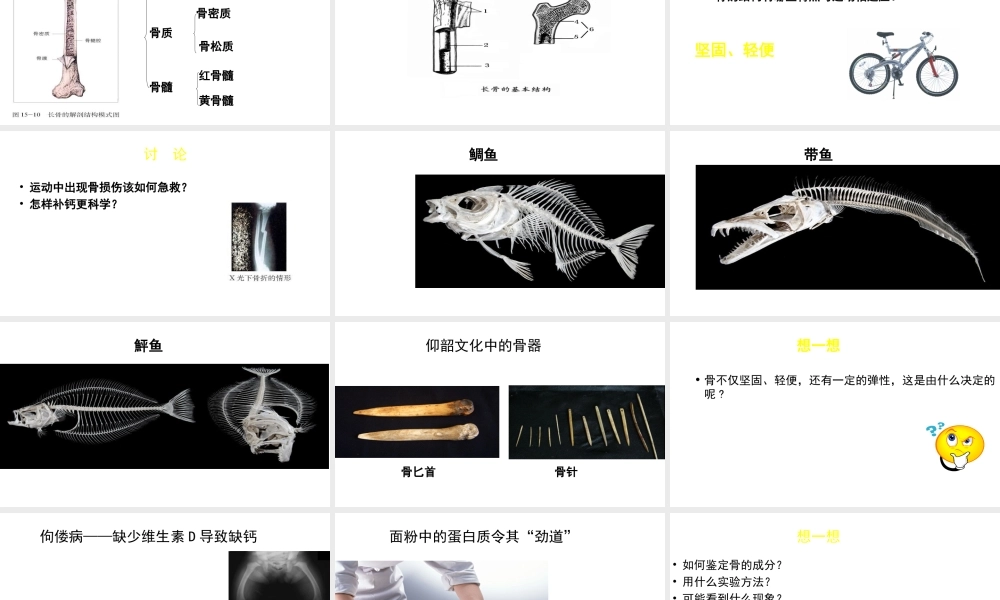 八年级生物上册 第15章 第2节 动物运动的形成（第1课时）课件 北师大版-北师大版初中八年级上册生物课件