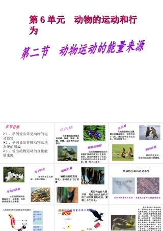 八年级生物上册 动物运动的能量来源课件 苏教版