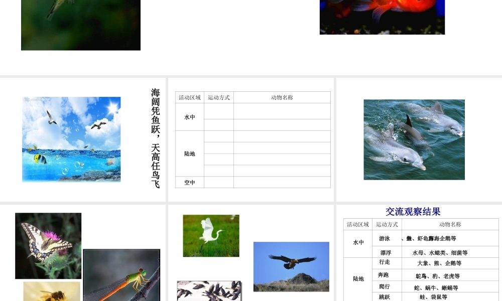 八年级生物上册 动物运动方式的多样性2课件 苏教版