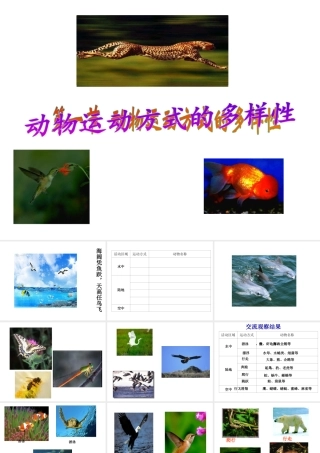 八年级生物上册 动物运动方式的多样性2课件 苏教版