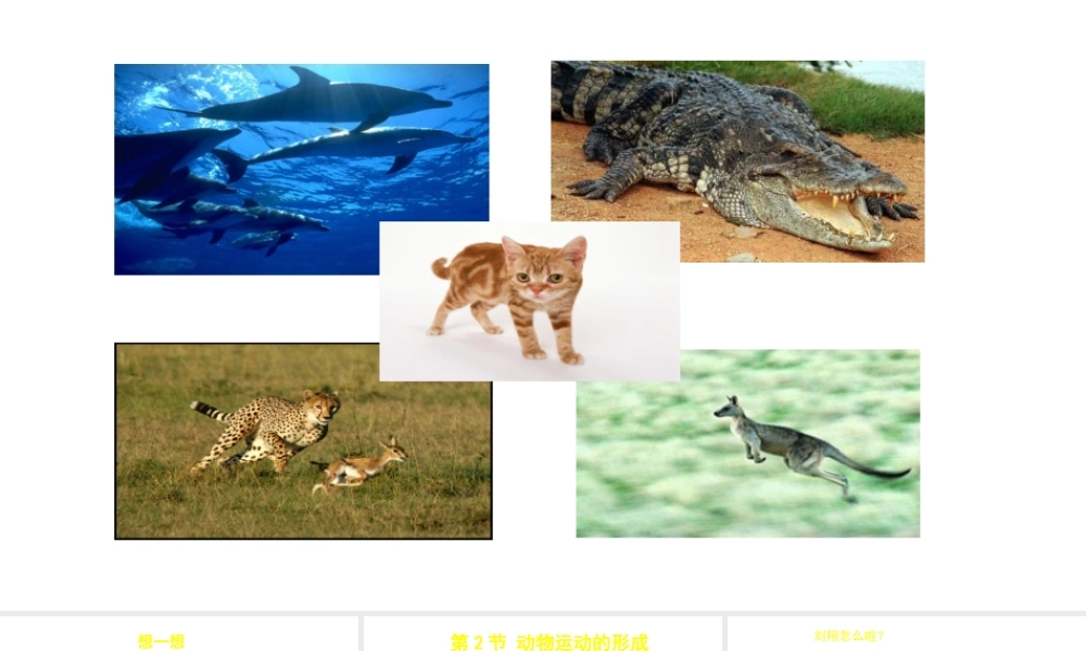 八年级生物上册 第15章 第2节 动物运动的形成（第1课时）课件 北师大版-北师大级上册生物课件