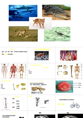八年级生物上册 第15章 第2节 动物运动的形成（第1课时）课件 北师大版-北师大级上册生物课件