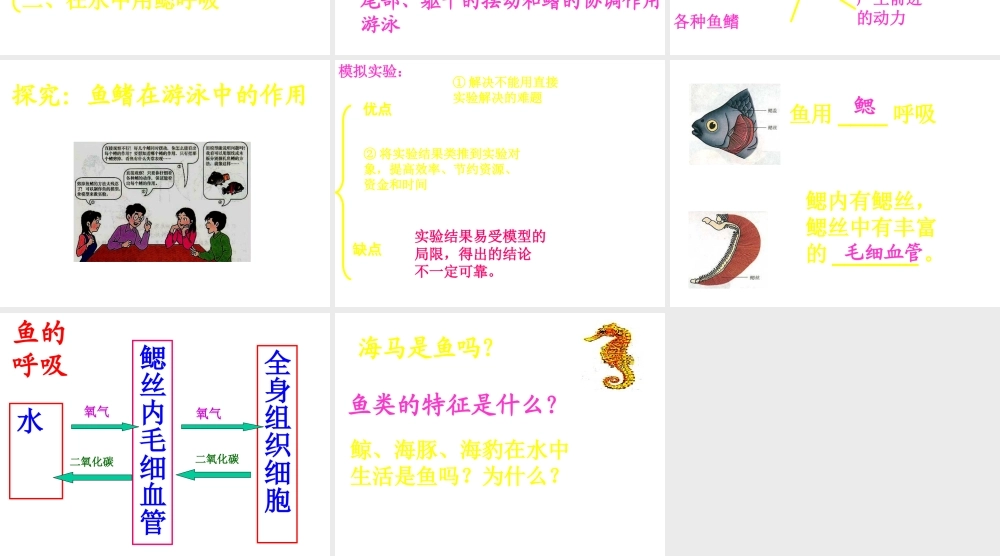 八年级生物上册 水中生活的动物课件 人教新课标版