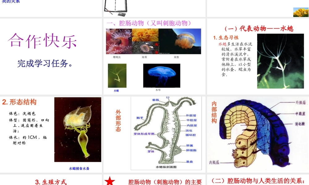 八年级生物上册 第5单元 第1章 第1节《腔肠动物和扁形动物》课件 （新版）新人教版-（新版）新人教版初中八年级上册生物课件