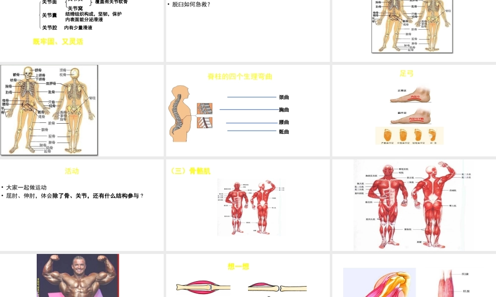 八年级生物上册 第15章 第2节 动物运动的形成（第2课时）课件 北师大版-北师大版初中八年级上册生物课件