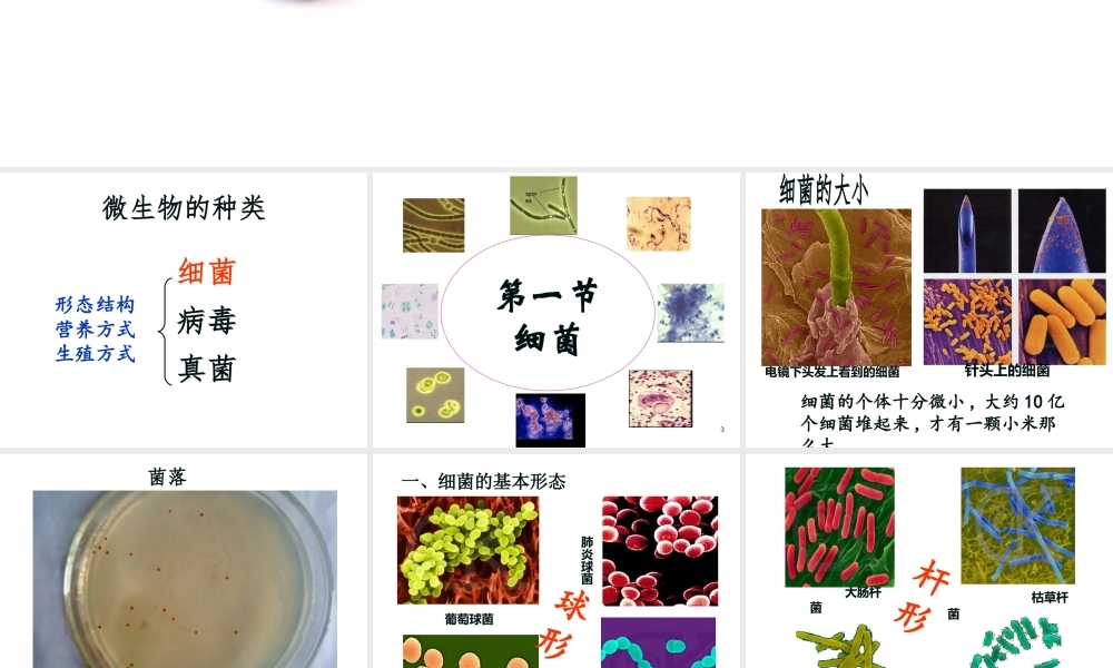 八年级生物上册 第5单元 第1章 第1节《细菌》课件 冀教版-冀教版初中八年级上册生物课件