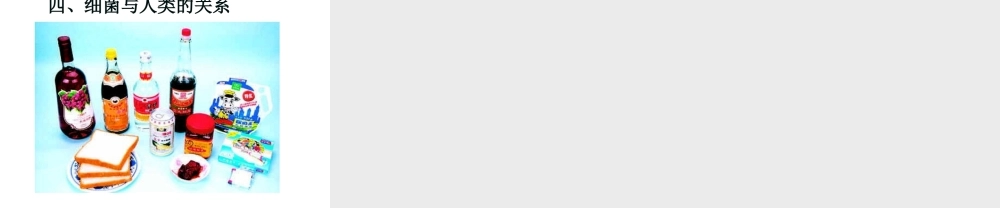 八年级生物上册 第5单元 第1章 第1节《细菌》课件 冀教版-冀教版初中八年级上册生物课件