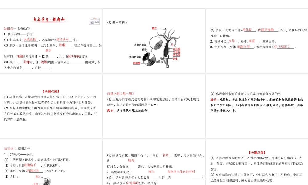 八年级生物上册 探究导学课型 5.1.1 腔肠动物和扁形动物课件 （新版）新人教版-（新版）新人教级上册生物课件