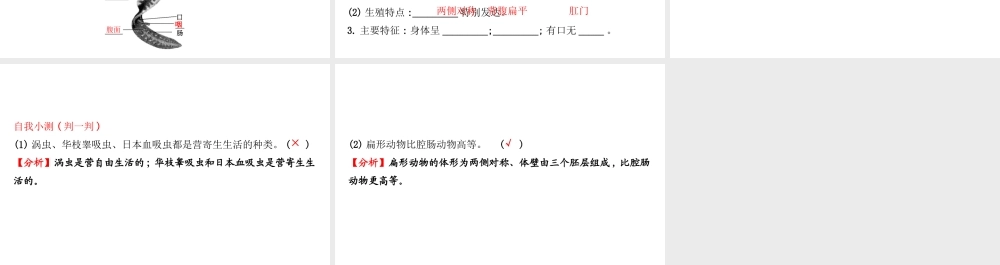 八年级生物上册 探究导学课型 5.1.1 腔肠动物和扁形动物课件 （新版）新人教版-（新版）新人教级上册生物课件