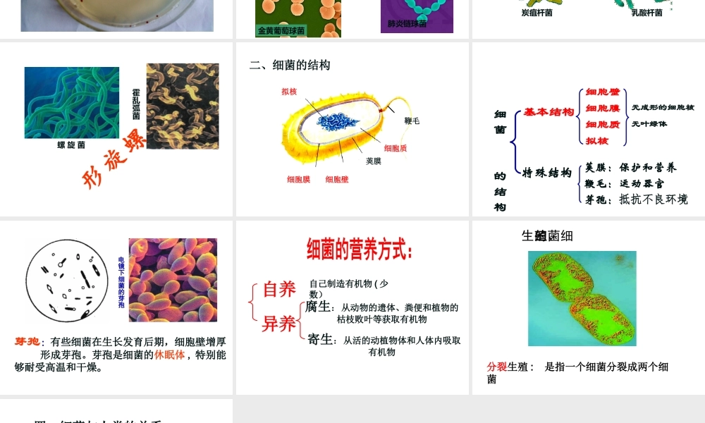 八年级生物上册 第5单元 第1章 第1节《细菌》课件 冀教版-冀教级上册生物课件