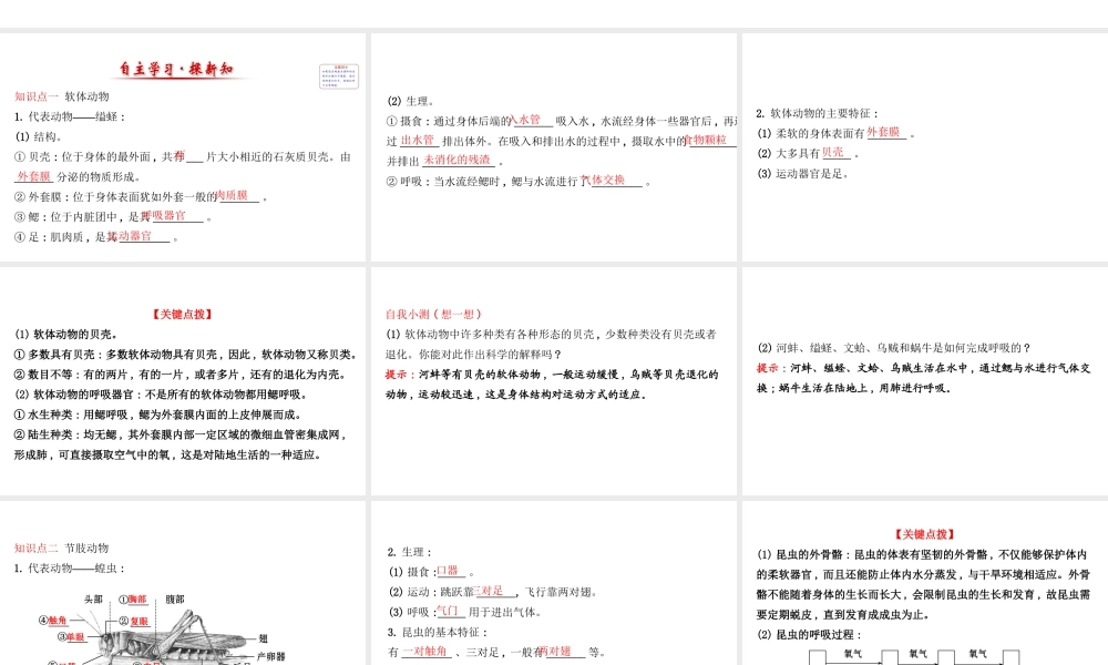 八年级生物上册 探究导学课型 5.1.3 软体动物和节肢动物课件 （新版）新人教版-（新版）新人教版初中八年级上册生物课件