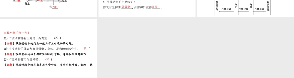 八年级生物上册 探究导学课型 5.1.3 软体动物和节肢动物课件 （新版）新人教版-（新版）新人教版初中八年级上册生物课件