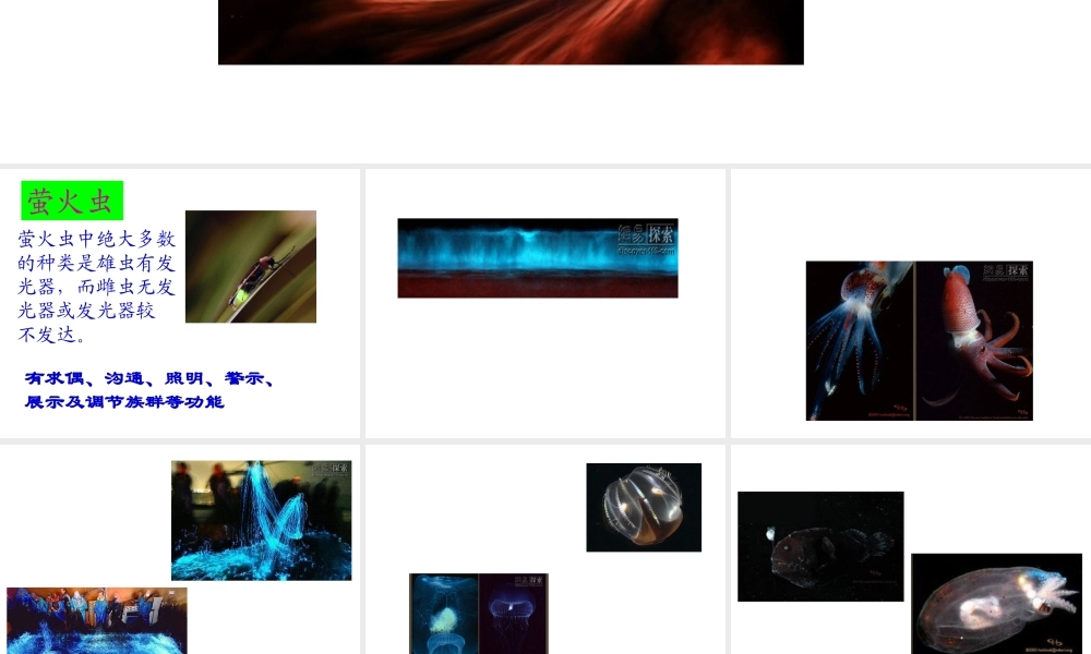 八年级生物上册 发光生物课件 人教新课标版