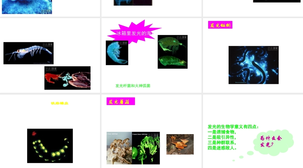 八年级生物上册 发光生物课件 人教新课标版