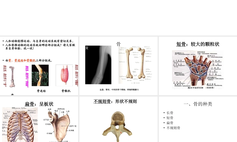 八年级生物上册 第15章 第2节 动物运动的形成课件 北师大版-北师大级上册生物课件