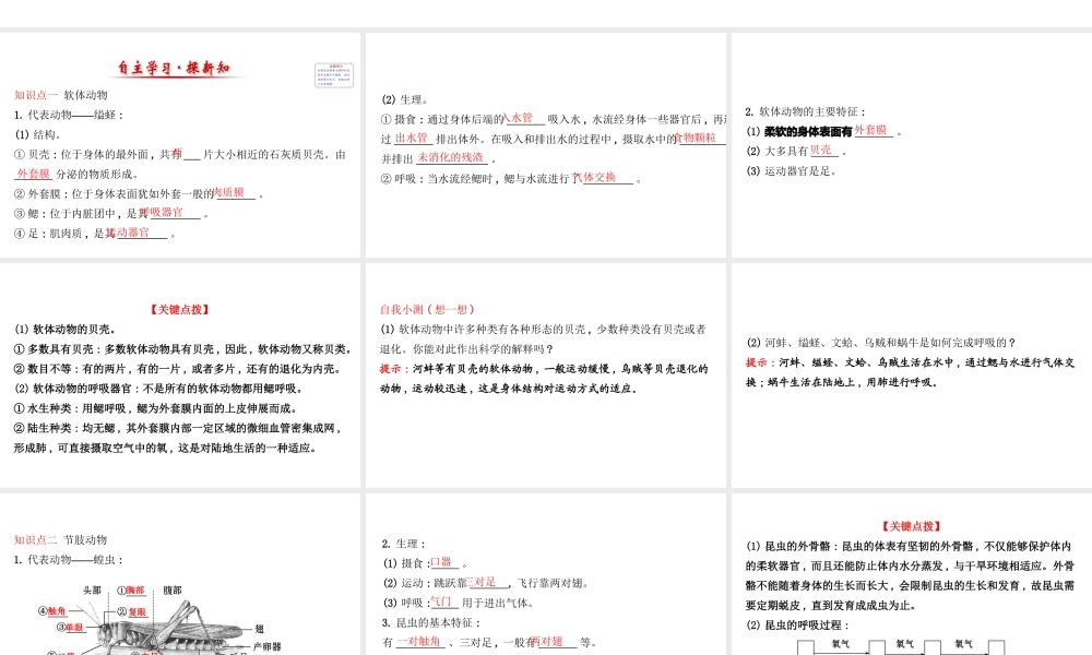 八年级生物上册 探究导学课型 5.1.3 软体动物和节肢动物课件 （新版）新人教版-（新版）新人教级上册生物课件