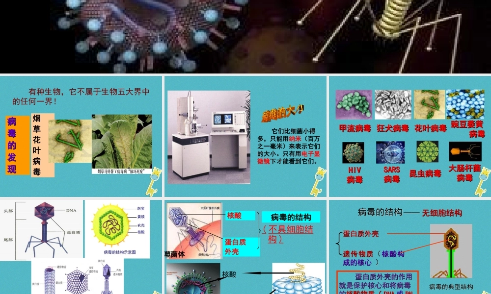 八年级生物上册 第5单元 第1章 第2节 病毒课件 （新版）冀教版-（新版）冀教级上册生物课件