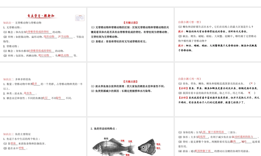 八年级生物上册 探究导学课型 5.1.4 鱼课件 （新版）新人教版-（新版）新人教版初中八年级上册生物课件