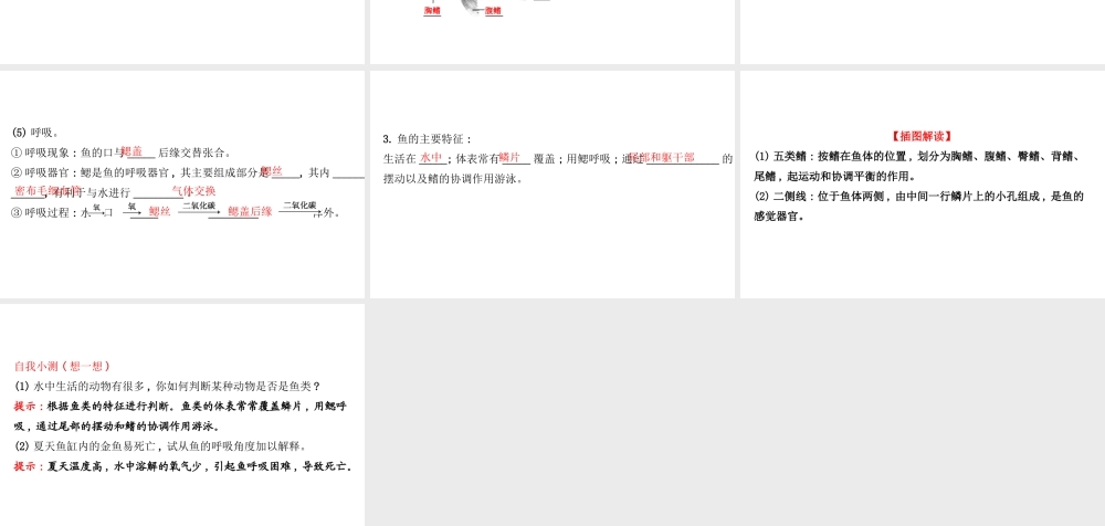 八年级生物上册 探究导学课型 5.1.4 鱼课件 （新版）新人教版-（新版）新人教版初中八年级上册生物课件