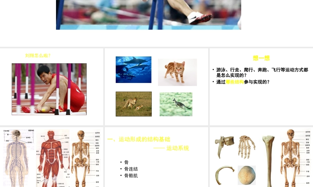 八年级生物上册 第15章 第2节 动物运动的形成课件1（新版）北师大版