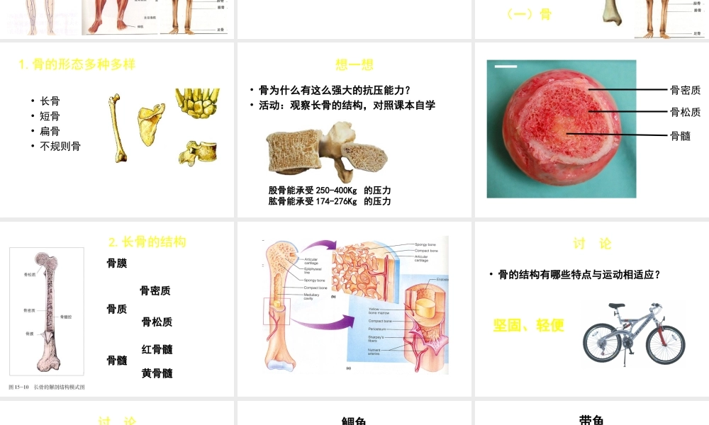 八年级生物上册 第15章 第2节 动物运动的形成课件1（新版）北师大版