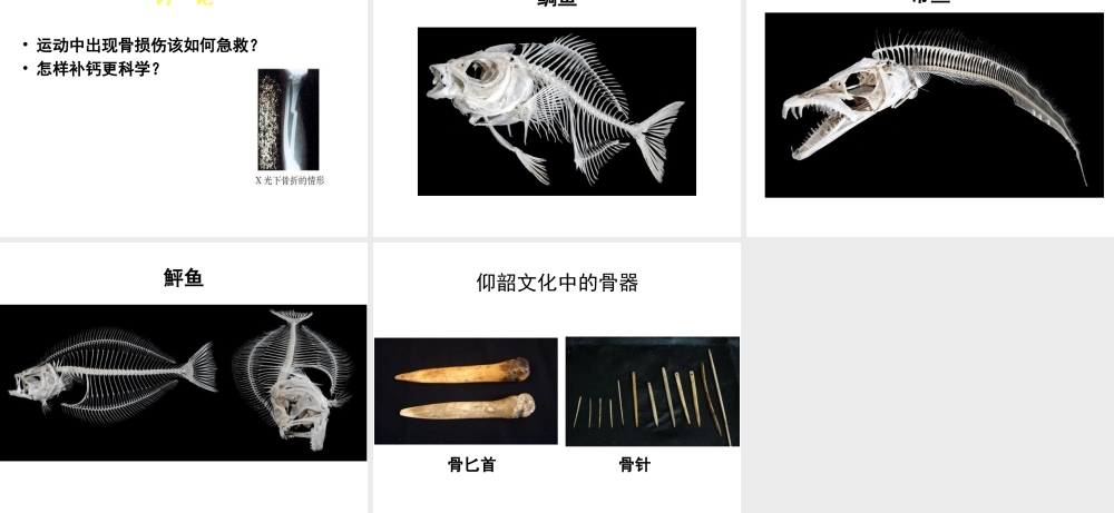 八年级生物上册 第15章 第2节 动物运动的形成课件1（新版）北师大版