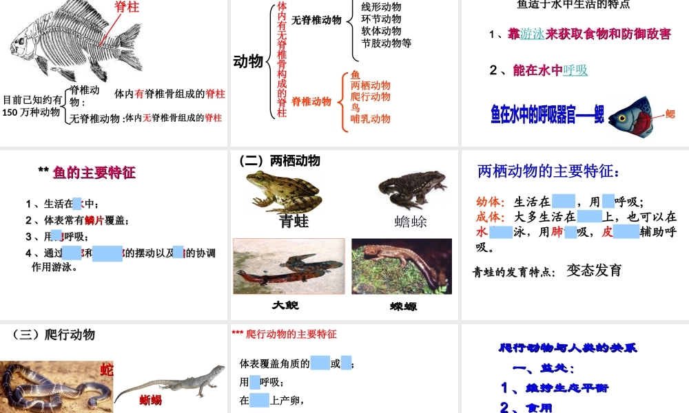 八年级生物上册 复习课件 （新版）新人教版-（新版）新人教级上册生物课件