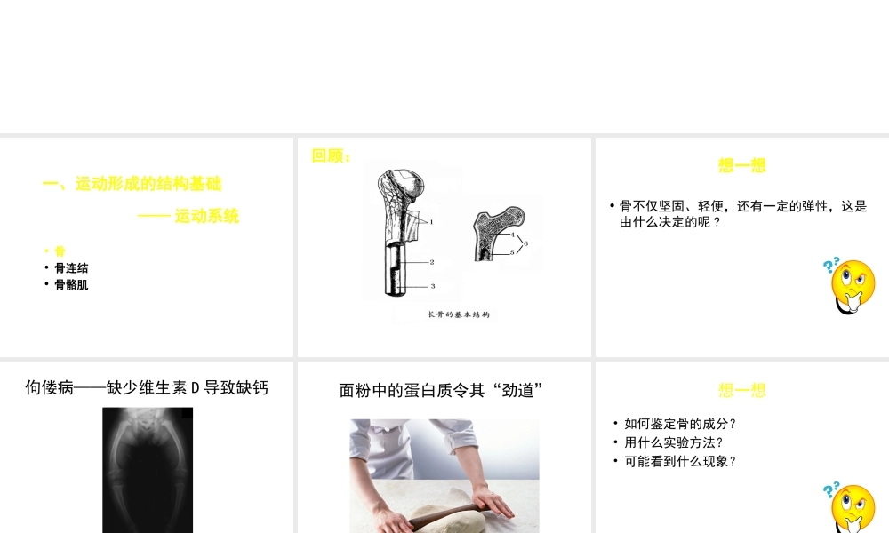 八年级生物上册 第15章 第2节 动物运动的形成课件2 （新版）北师大版