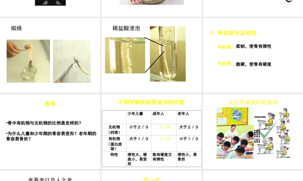 八年级生物上册 第15章 第2节 动物运动的形成课件2 （新版）北师大版