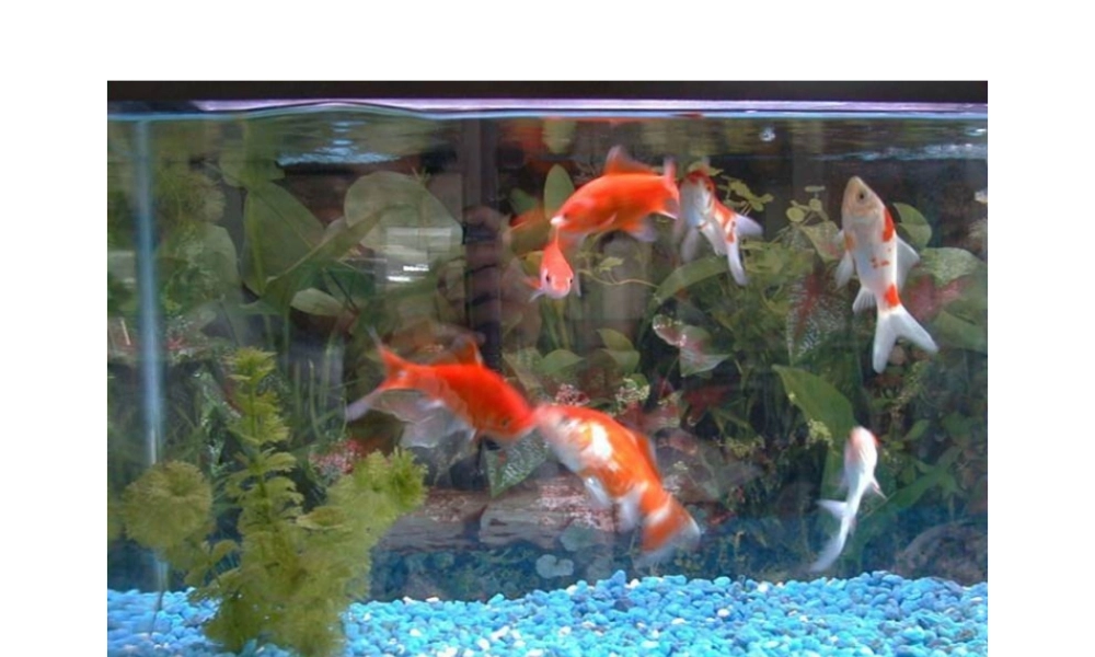 八年级生物上册 各种各样的金鱼课件 人教新课标版