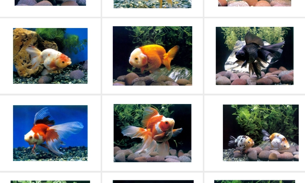 八年级生物上册 各种各样的金鱼课件 人教新课标版