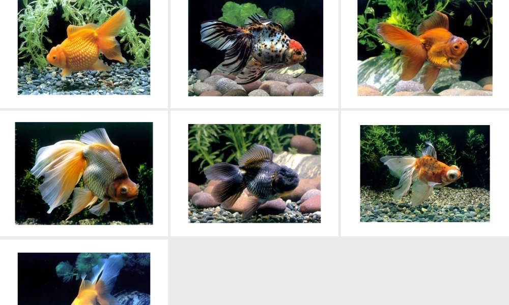 八年级生物上册 各种各样的金鱼课件 人教新课标版