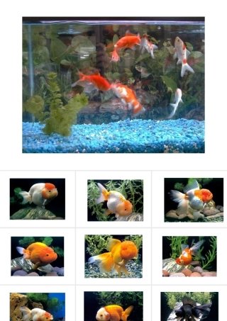 八年级生物上册 各种各样的金鱼课件 人教新课标版