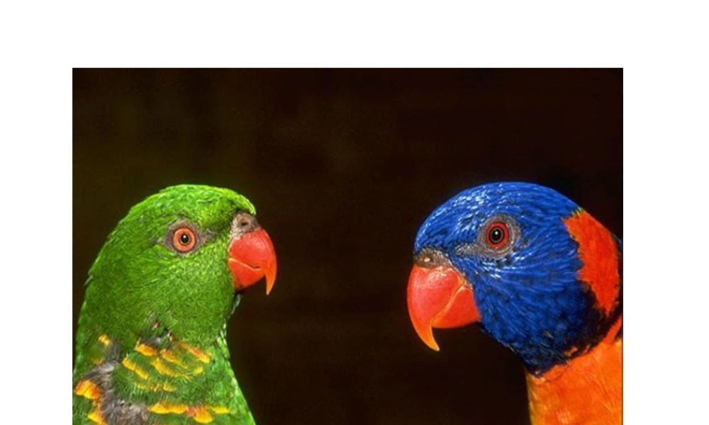 八年级生物上册 各种各样的鹦鹉课件 人教新课标版